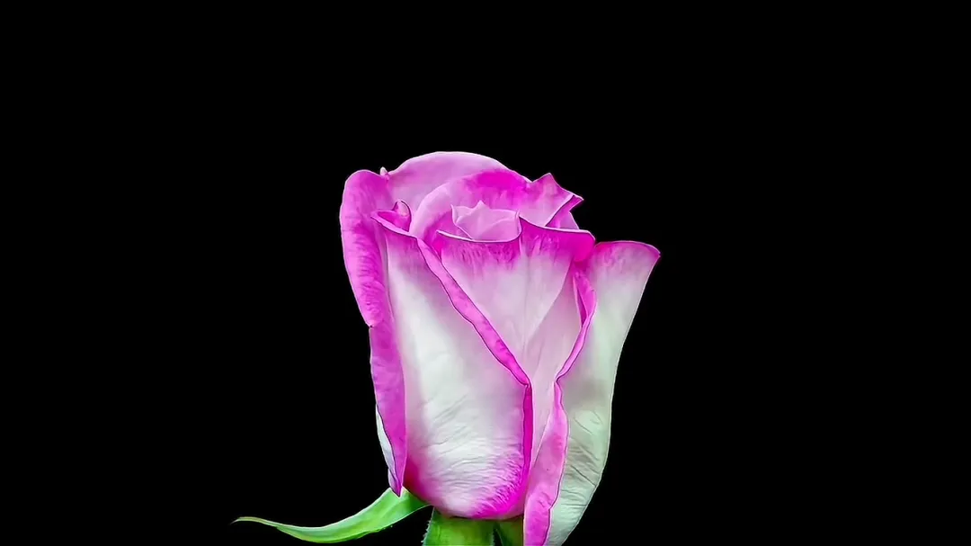 以二舅命名的月季，初审通过