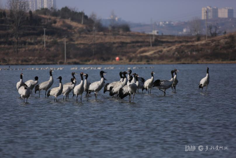 新春走基层丨2800多只黑颈鹤的“中国驿站”