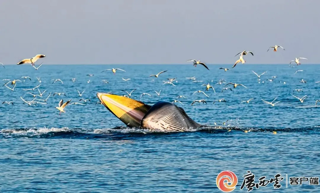 渔船撞击布氏鲸，官方通报