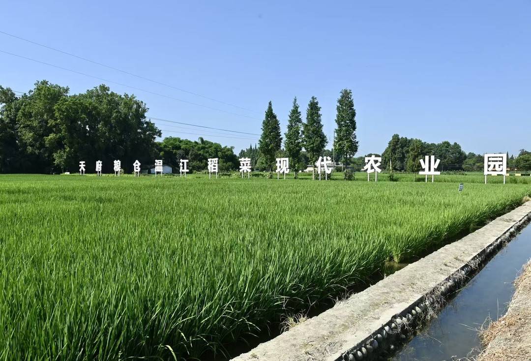 烈日田间“育良种” 科创基地内解锁川种振兴密码