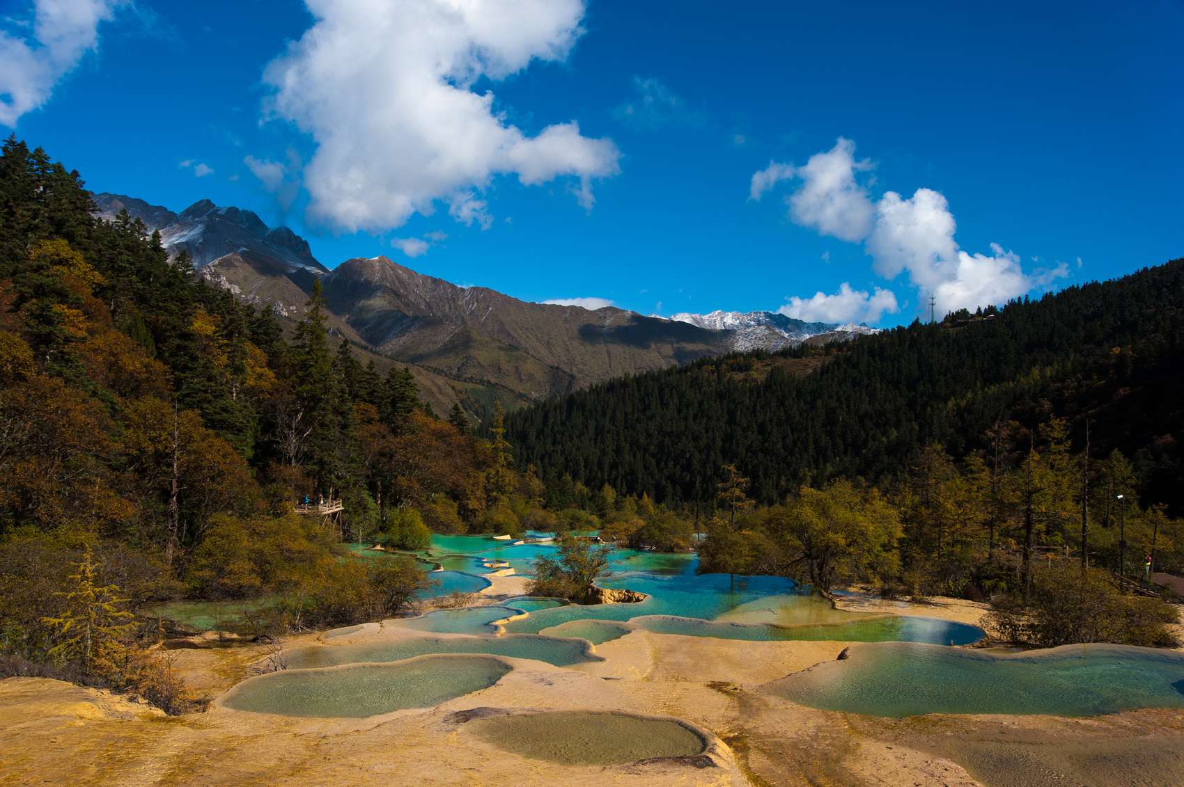 四川发现4个新物种，科研团队揭秘发现全过程