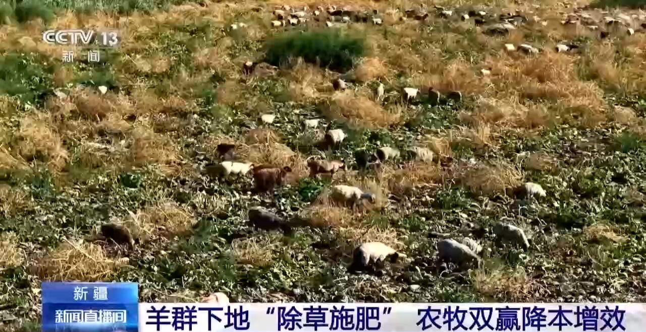 羊群“除草施肥”当帮手 新疆农田实现降本增效