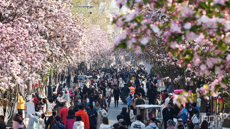 大战略牵引新开局丨一城海棠满目春光 京津冀“一路花香”