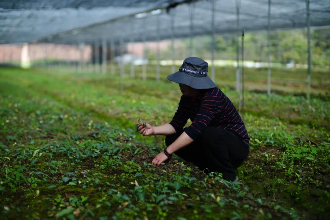 花期作景观，花后作药材！园林里种出中药材种苗