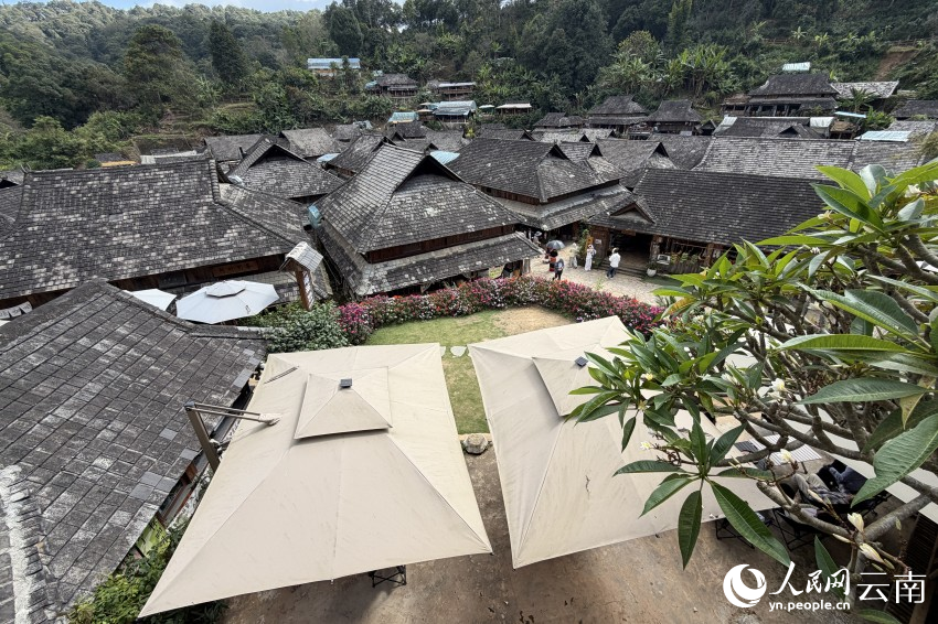 “铸牢共同体 中华一家亲”主题宣传活动走进澜沧景迈山千年古茶林里的同心答卷