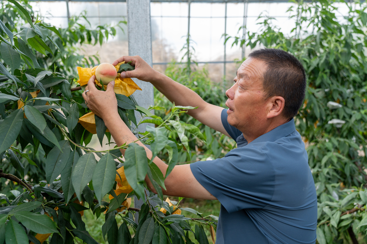 被宠出来的好桃子，东西协作下的“精致蜜桃养成记”