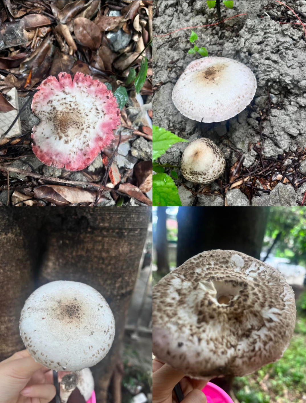 成都人兴起“捡菌热”？华西专家：这些千万别吃！