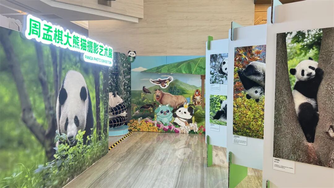 来“吸猫”！周孟棋摄影作品助阵国家级博物馆“大熊猫创意主题展”