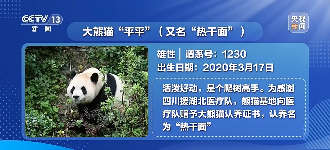 大熊猫“平平”“福双”已启程赴美