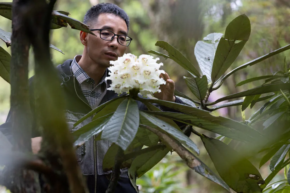 等了29年！首次开花