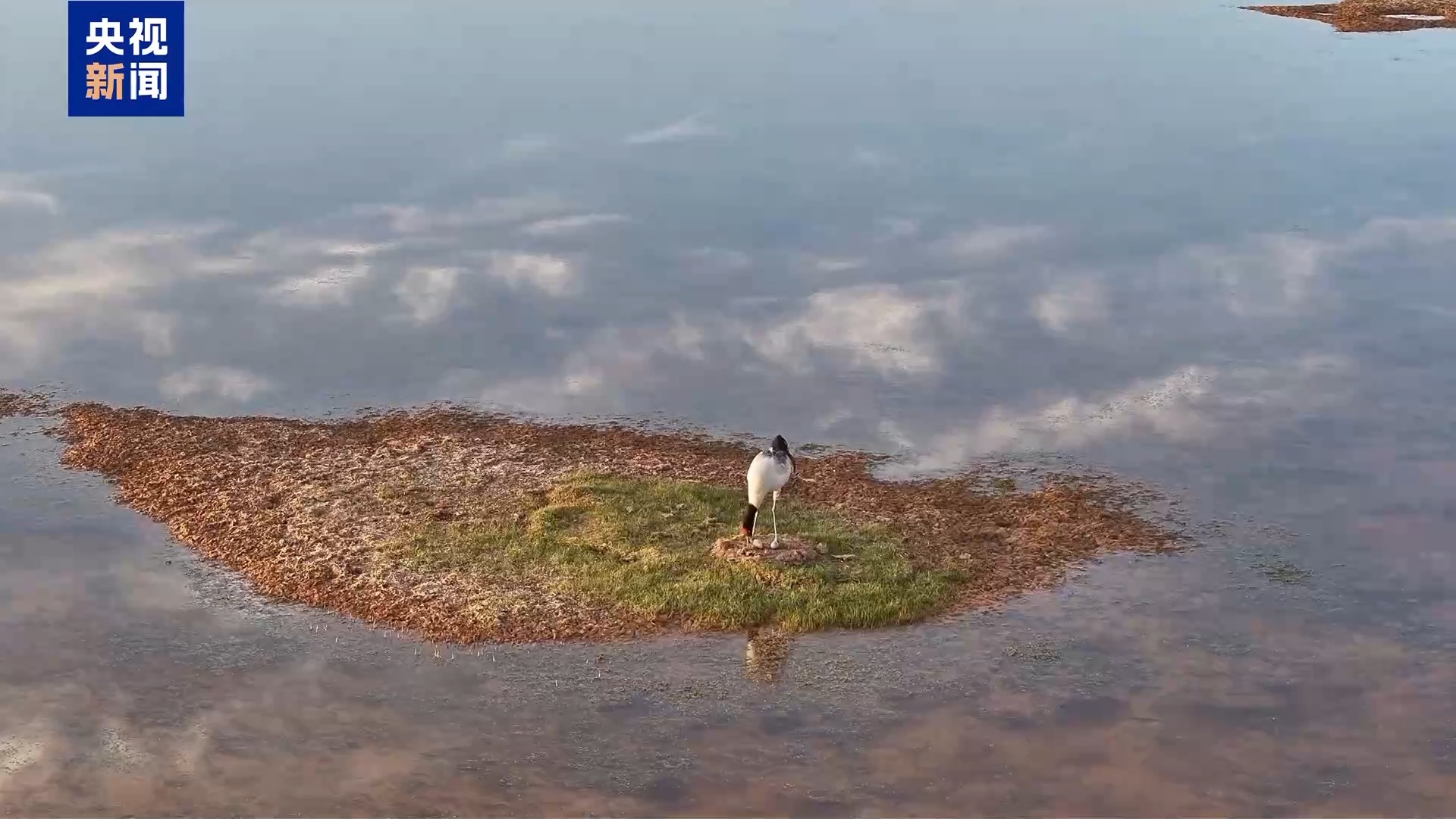 万物比邻 各得其乐！看三江源国家公园的动人风景