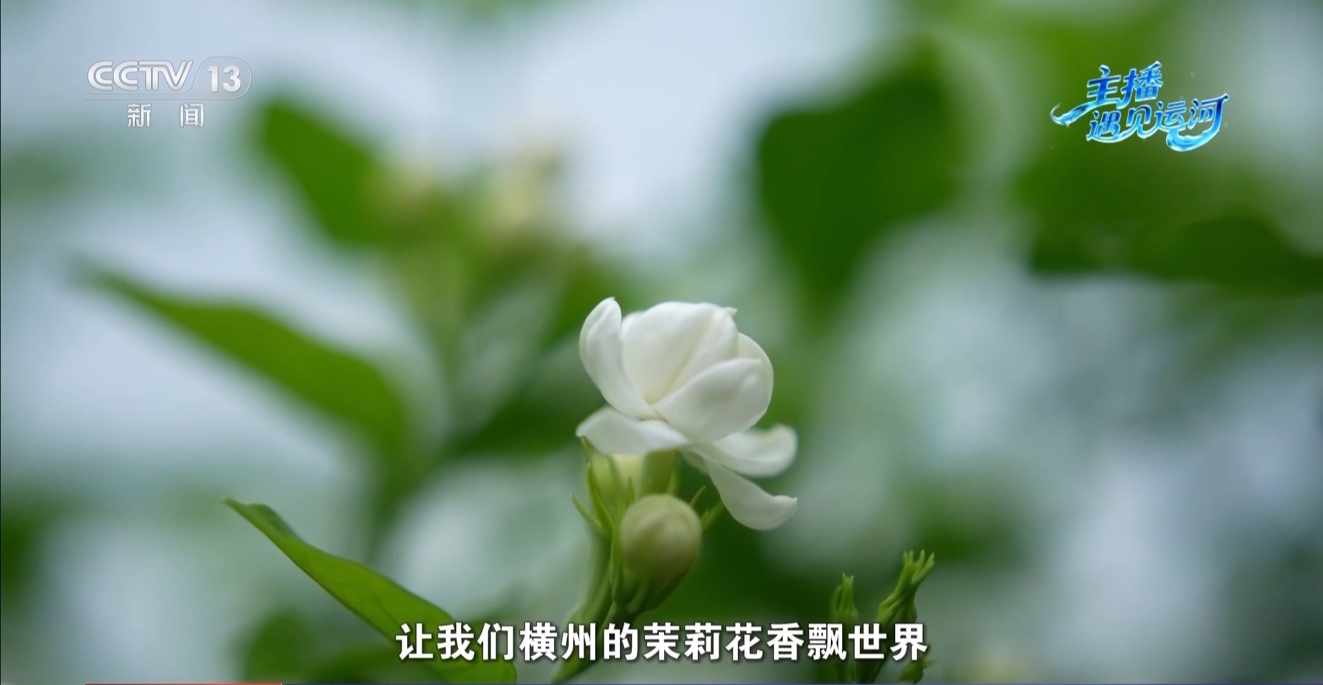 传统产业如何玩出新花样？解锁平陆运河沿线的“香甜密码”