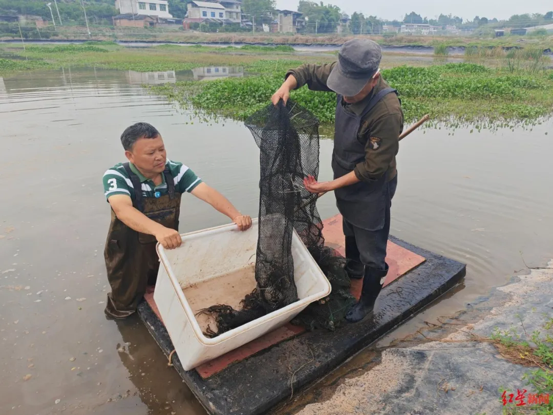 即将大量上市！成都金堂第一波大闸蟹开捞