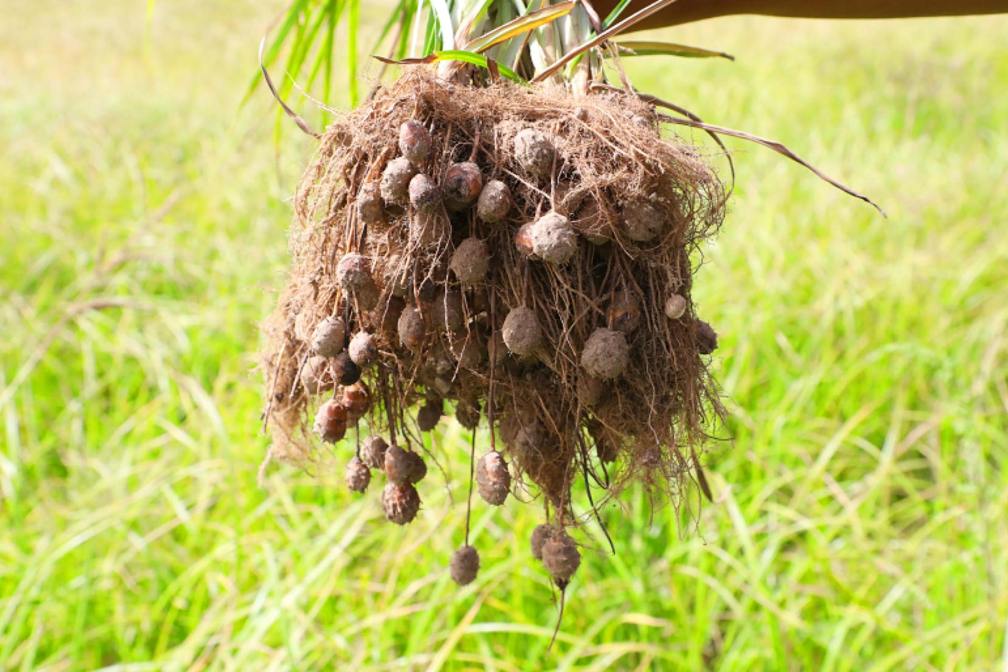 石榴花开 籽籽同心丨沙海里的“金豆子”，防风固沙的“金钥匙”