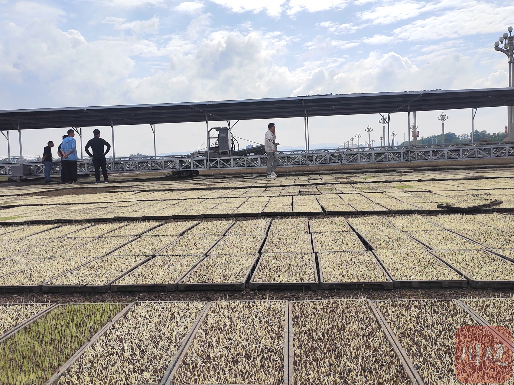 节约人工90%以上！四川首台大田自动化摆秧起秧设备来了