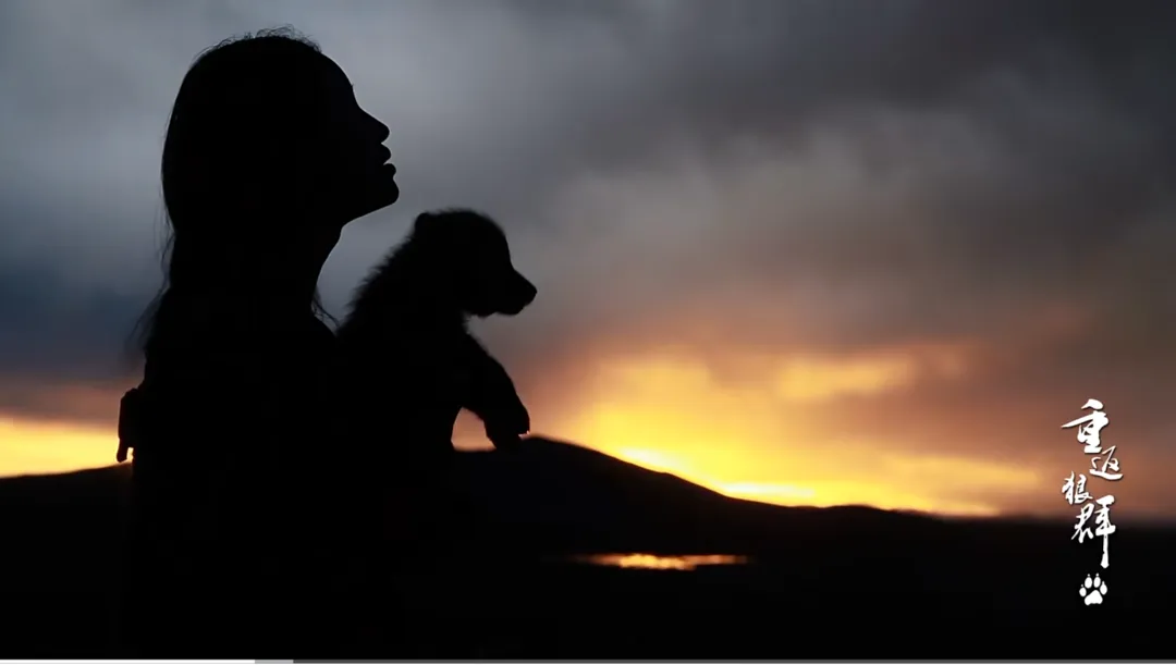 纪录片《重返·狼群》翻红，狼王“格林”近况如何？若尔盖当地回应