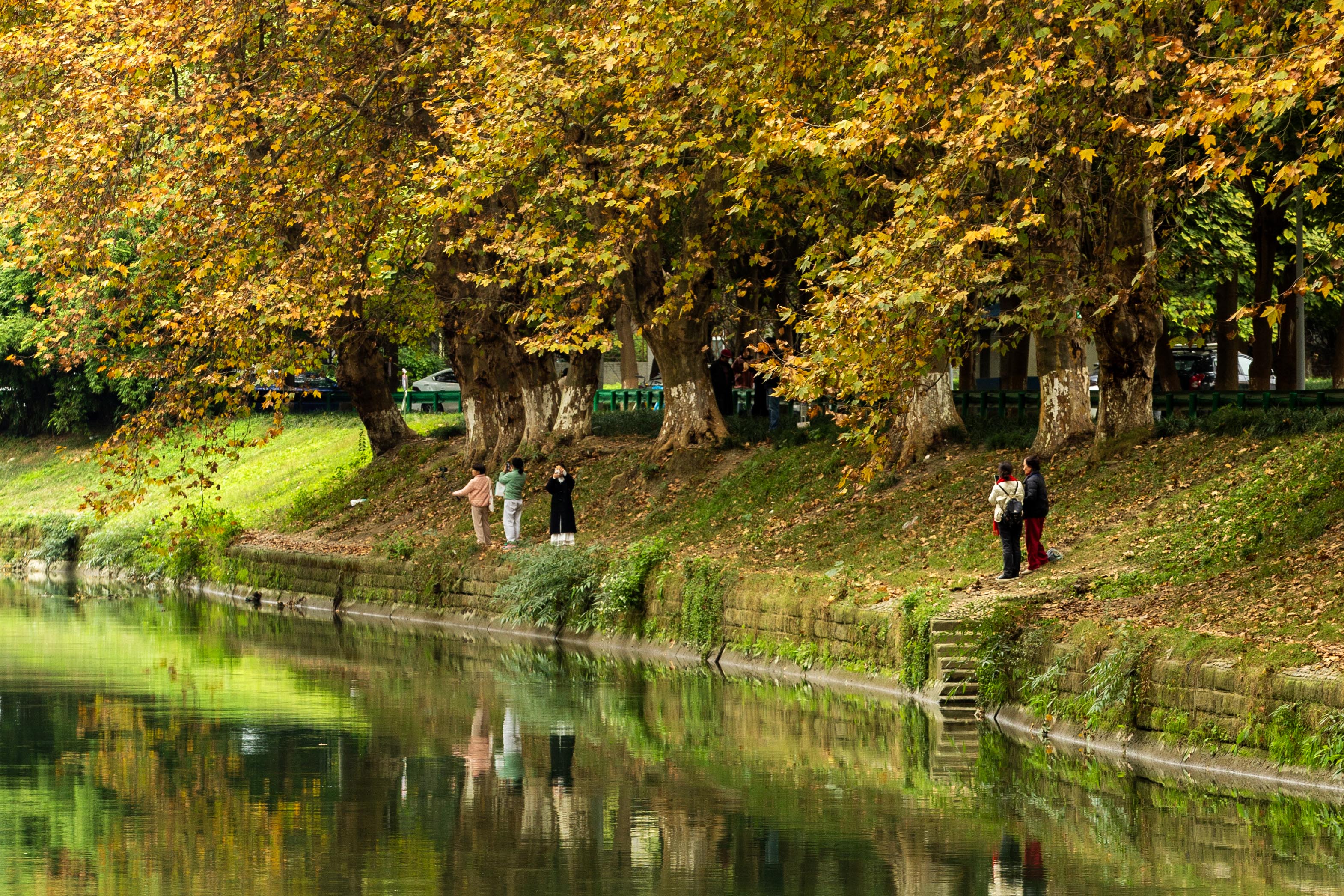 成都冬日梧桐叶美景上线 驷马桥沙河河畔梧桐颜色正好