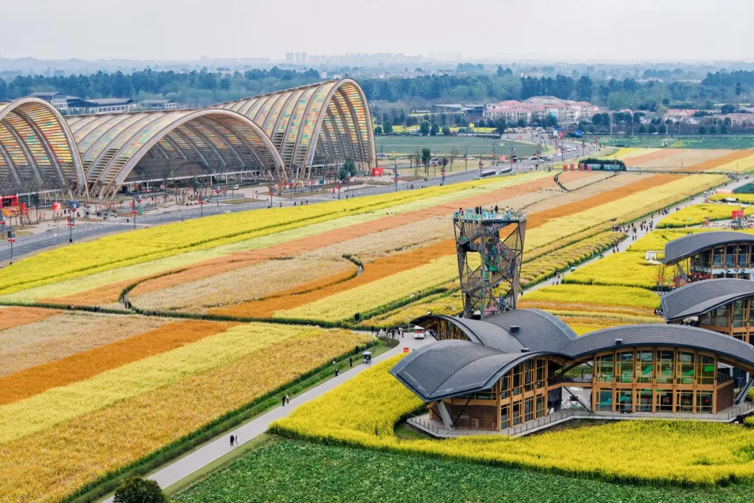 速来新津挑战！成都唯一油菜花田迷宫