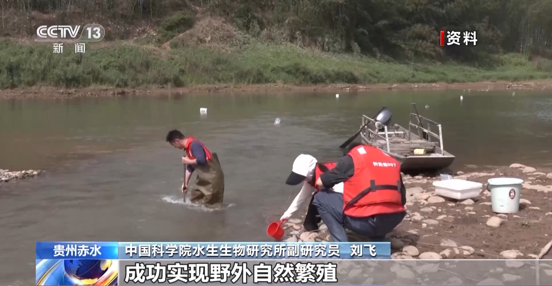 20对亲鱼入河 长江鲟拯救行动持续推进