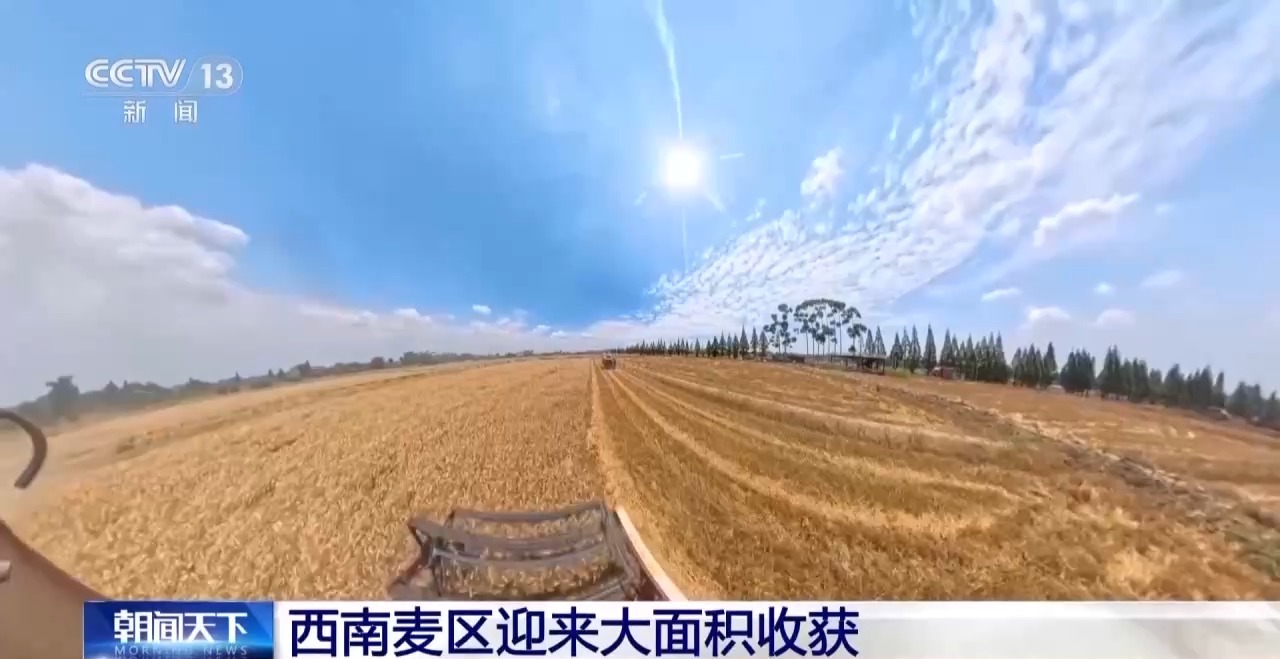 视频丨西南麦区迎来大面积收获 “三夏”大忙拉开帷幕