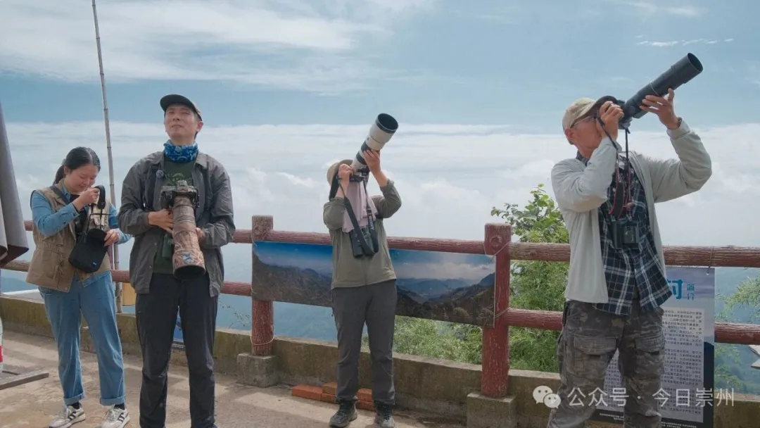 崇州“鹰河”奇观，年引客10万+！
