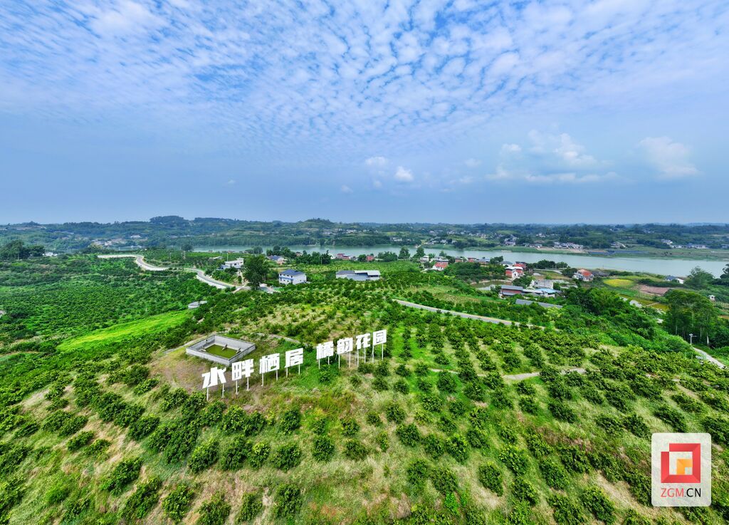 5、苗仙湖省級五星級柑橘農(nóng)業(yè)園區(qū)是花園村重點打造的農(nóng)產(chǎn)品特色產(chǎn)業(yè)，柑橘樹已成為當(dāng)?shù)卮迕竦摹皳u錢樹”。（自貢融媒記者 芶思攝）.jpg