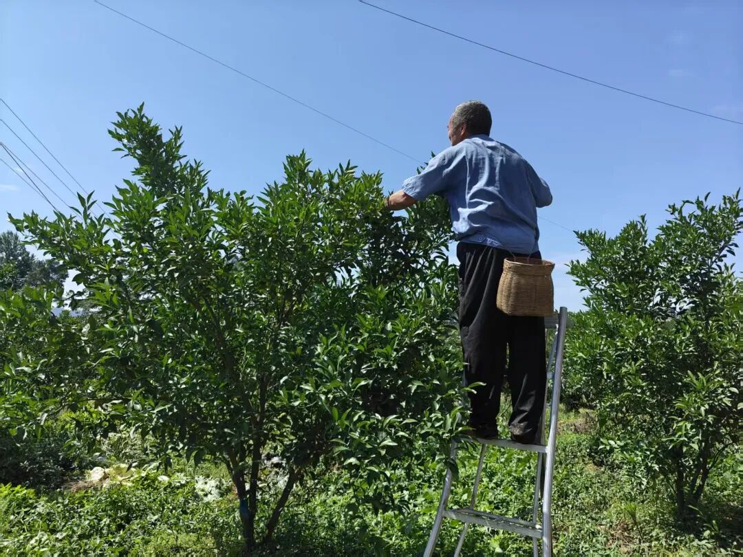 从“怕亏本”到“抢着干”：成都蒲江成佳镇 “两个替代”，种出农业增收好路子