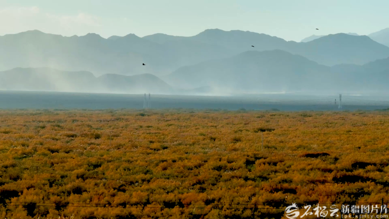 120万亩红柳林如何让荒漠重生——哈拉峻乡的生态振兴实践