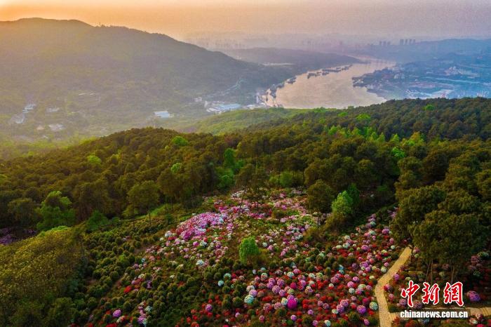 （长江十年行）昔日“垃圾坡”今朝“花满山”——谁让重庆江畔山村“美”成好日子？