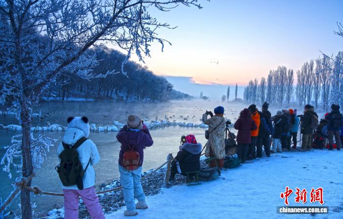 “天鹅越冬”何以成新疆冬季旅游新景？