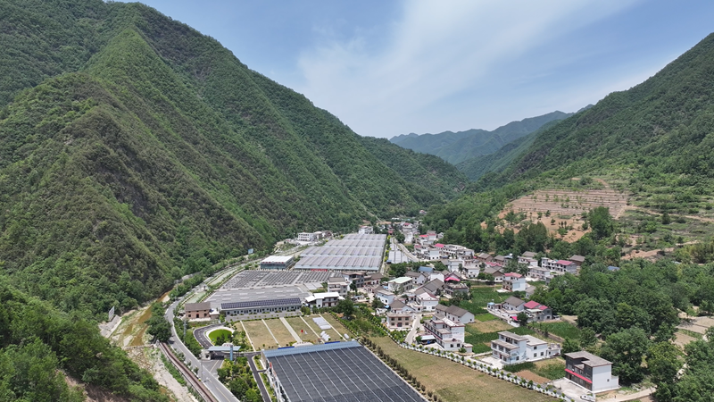 木耳出山，“金米”满川