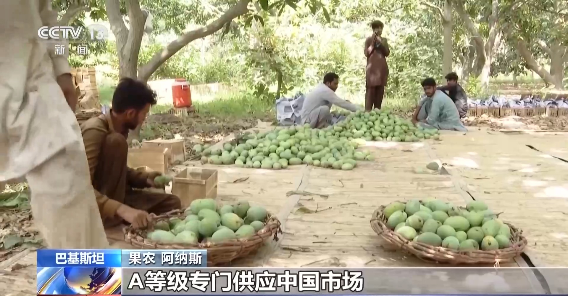 一枚香甜芒果见证共建“一带一路”发展成效