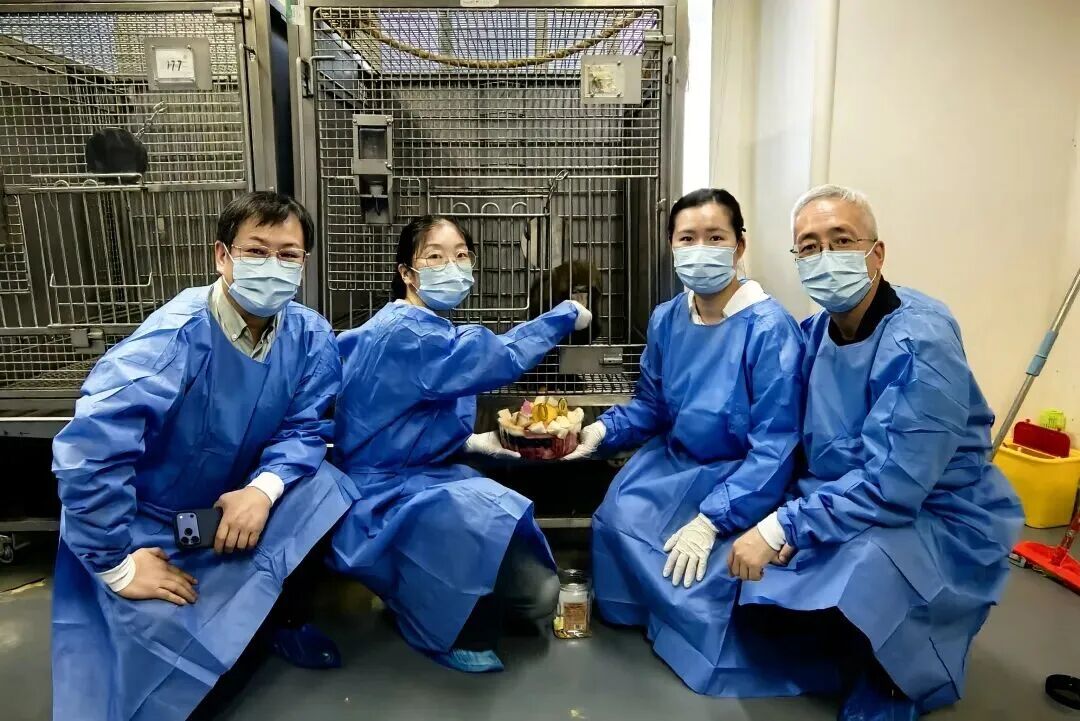 突破！猪肾移植的受体猴存活超600天，核心技术来自成都