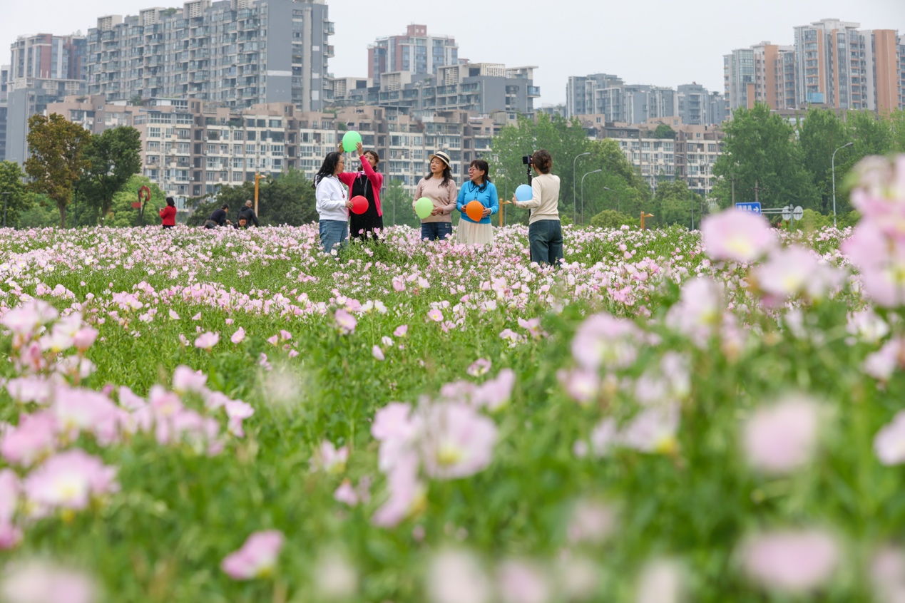 月见草盛放 春日打卡正当时