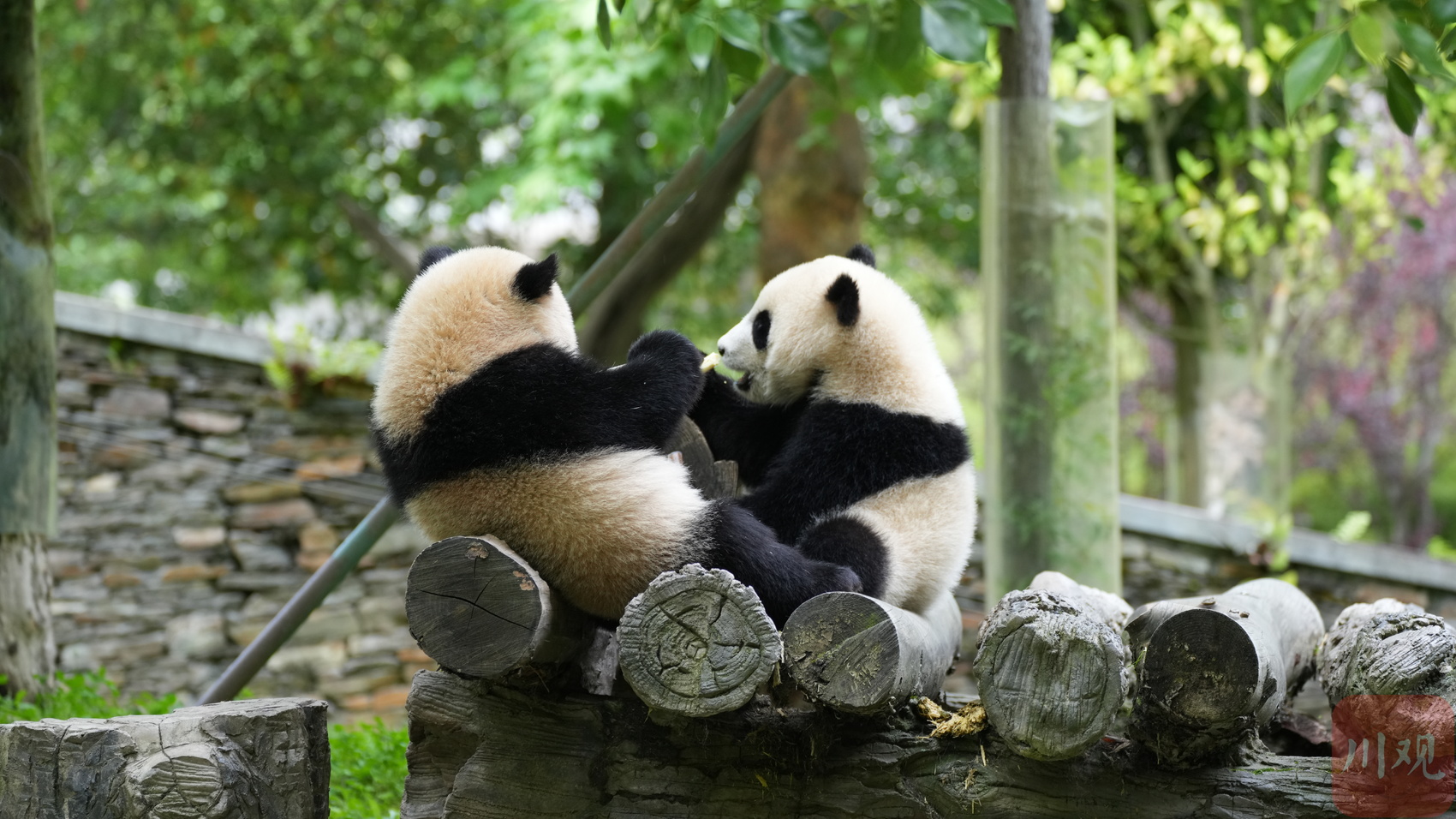 已繁育199只崽！来卧龙看大熊猫幼崽卖萌丨美丽中国行·探访大熊猫国家公园