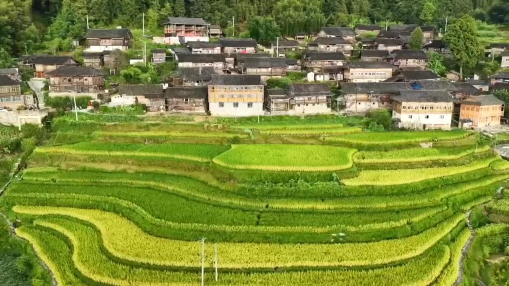多彩实践绘就乡村振兴新图景