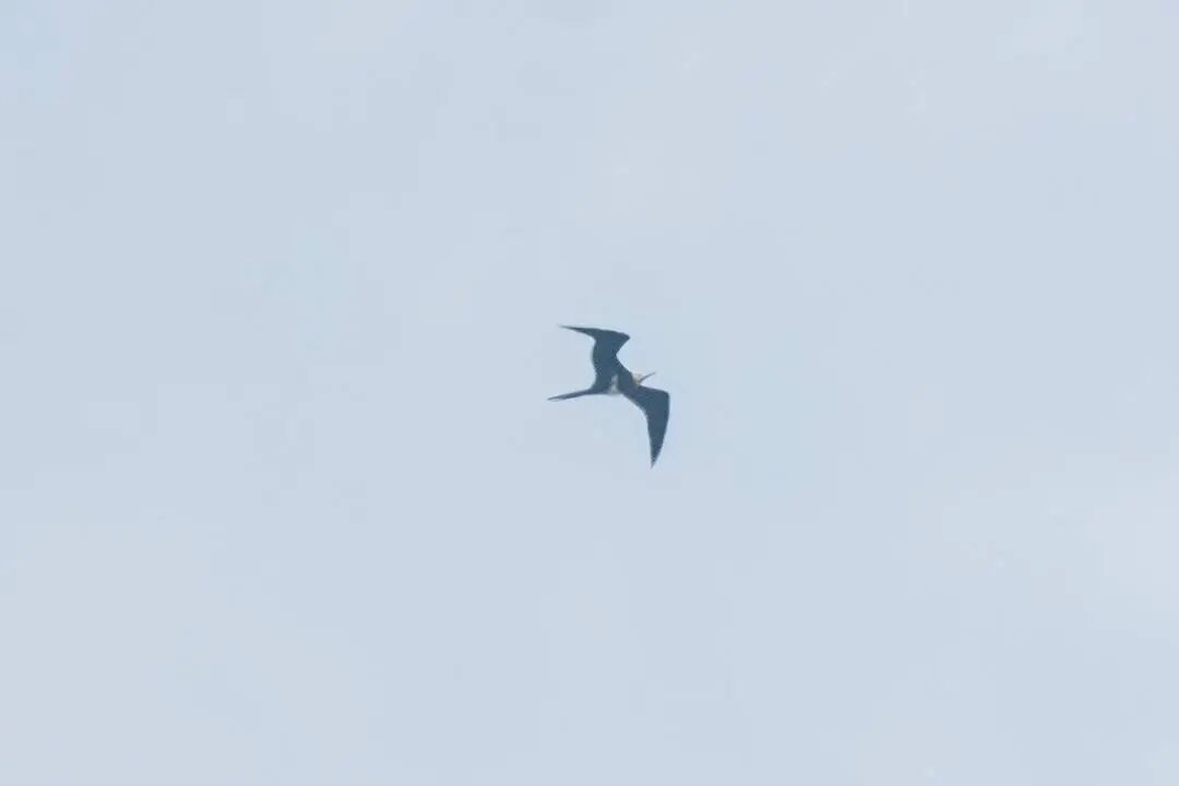 新纪录+1！白斑军舰鸟意外现身成都山林