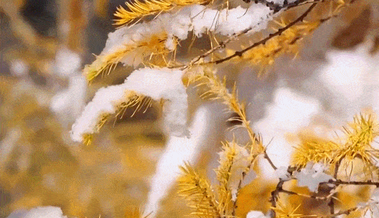 文化中国行丨二十四节气·立冬 在沉静中孕育下一场春暖花开