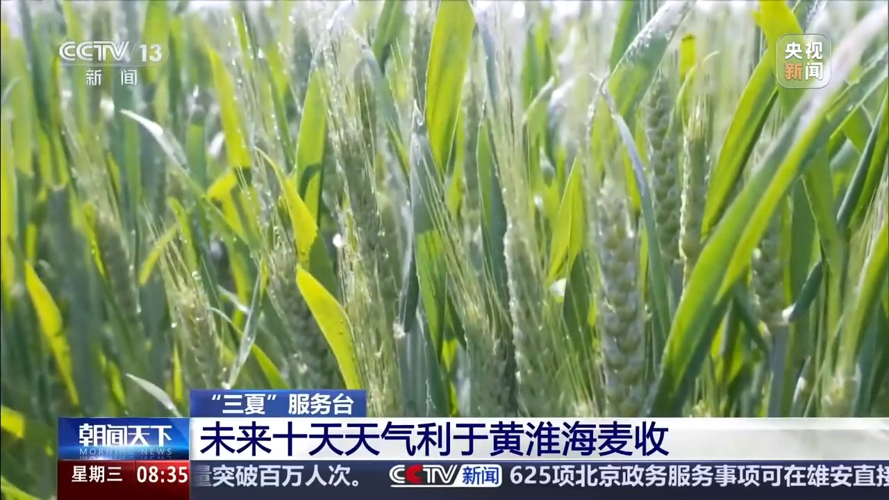 “三夏”抢收正值汛期，如何科学开展“龙口夺粮”？