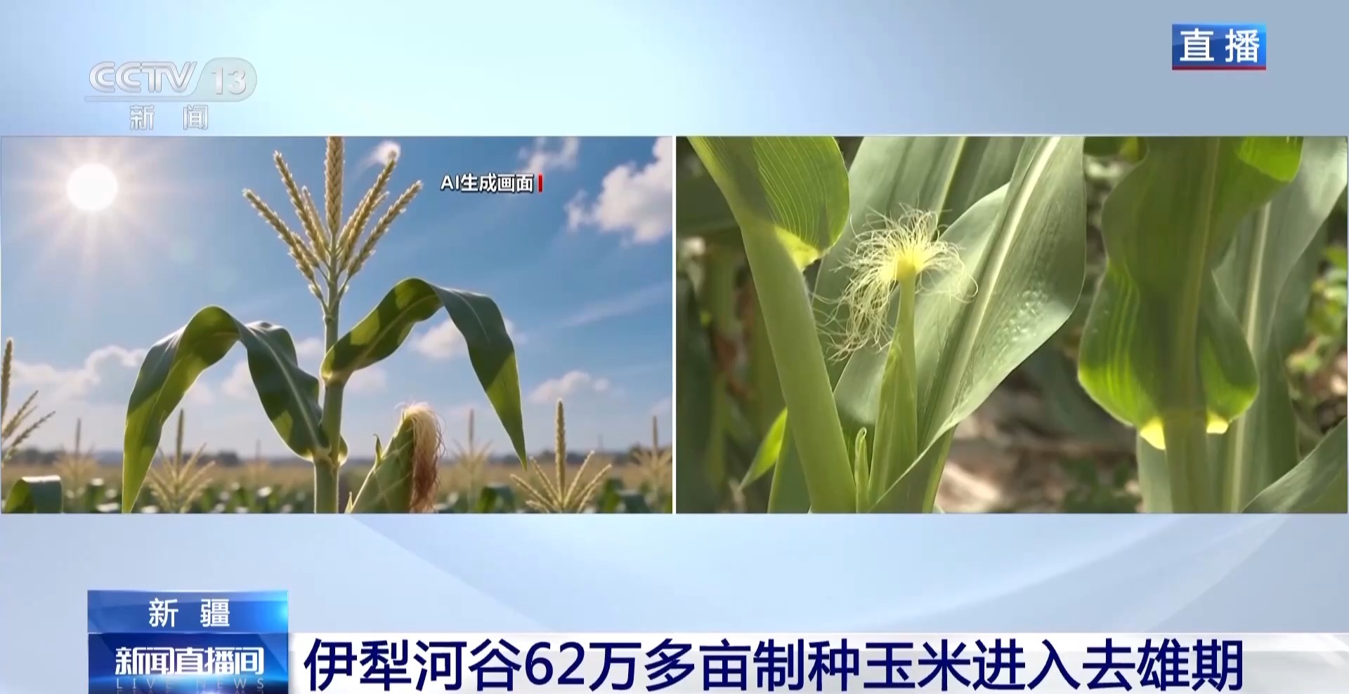 田间地头显身手 看机器人如何高效作业