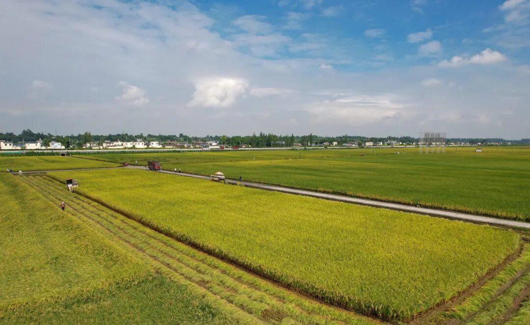 在東坡區(qū)太和鎮(zhèn)永豐村，村民正抓緊收割水稻。眉山融媒記者 廖波 攝.jpg
