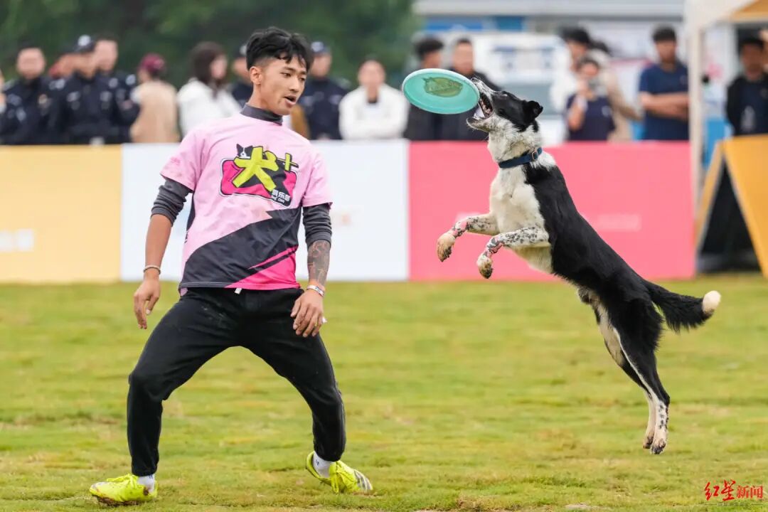成都首个宠物三年行动计划推出！