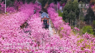 以花为媒 绘就春日消费新图景