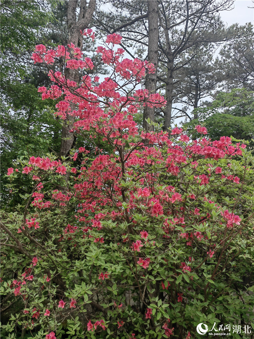 行进中国丨湖北龟峰山：花常在 业长青