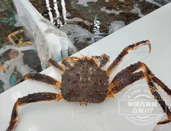这座东北小城，为什么活成了赢家？