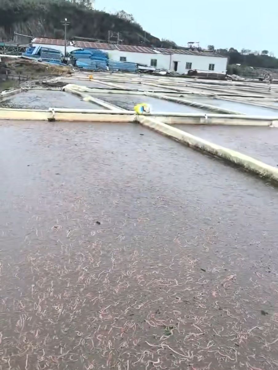 台风“白海豚”奔袭华东：有沙蚕养殖户损失超百万元，港口重启后货物积压待消化 (http://www.kingbaby.com.cn/) wap 第1张