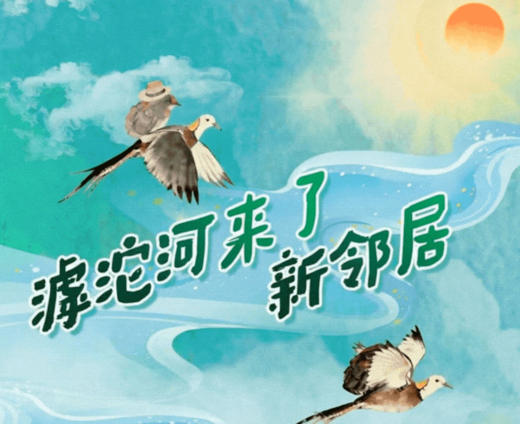 和谐共生丨滹沱河来了新邻居
