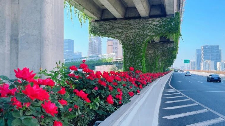 ​成都的春色 藏在街头的花卉中