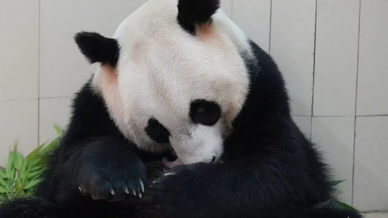新成员+1！卧龙神树坪基地迎来2026年首只大熊猫幼崽