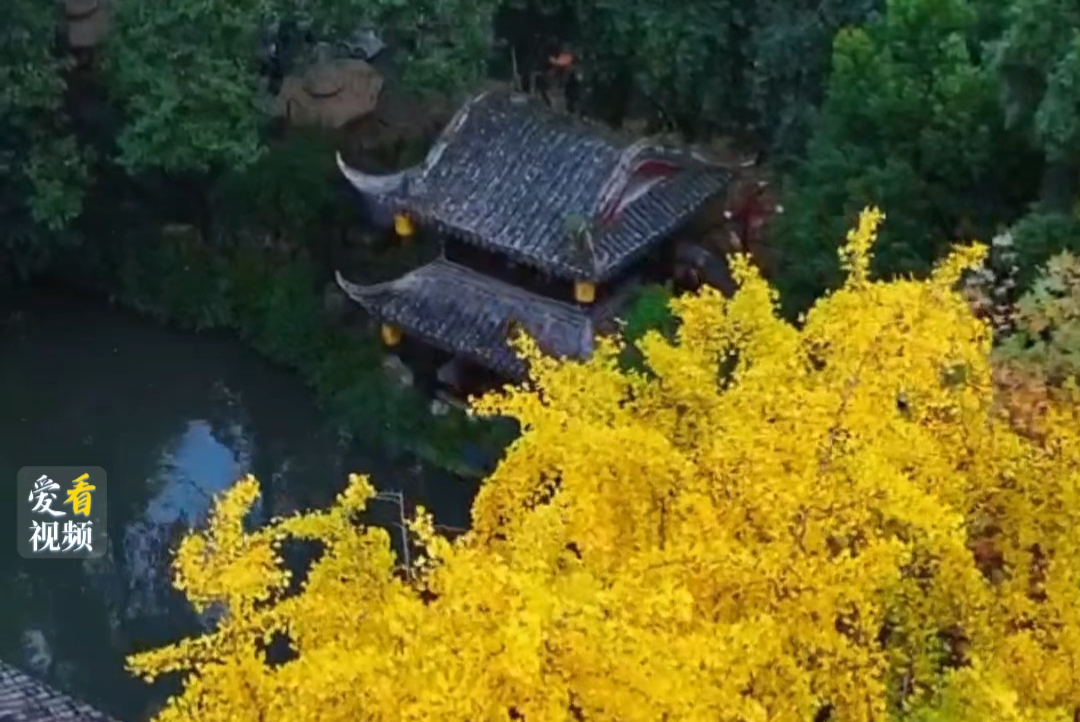 梦回“红楼” ！国风博主“荷里寒”罨画池畔当“黛玉”。